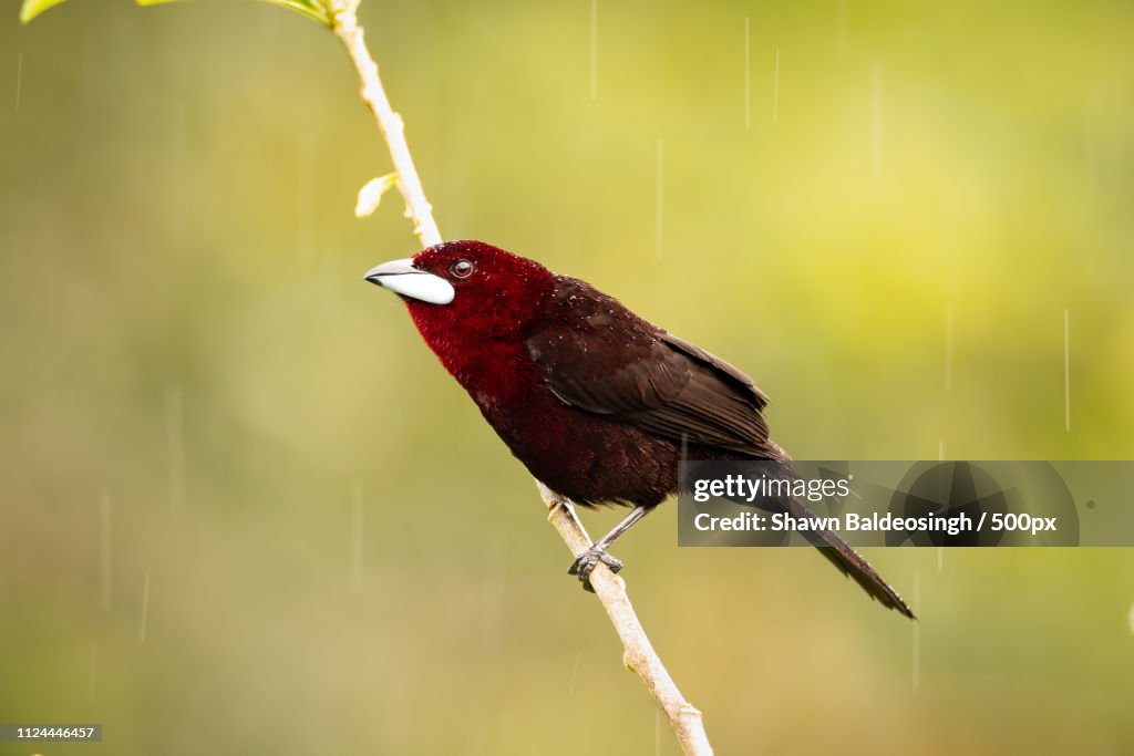 Of Rain Drops And Silver Beaks