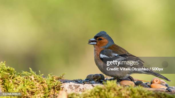 bucha, ukraine - bucha ukraine stock pictures, royalty-free photos & images