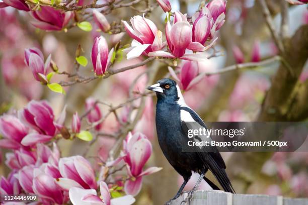 australian magpie.. - ekster stockfoto's en -beelden