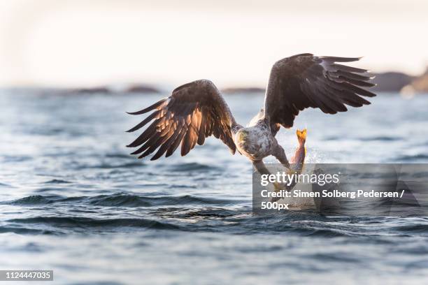 white-tailed eagle - 白尾鷹 海雕 個照片及圖片檔