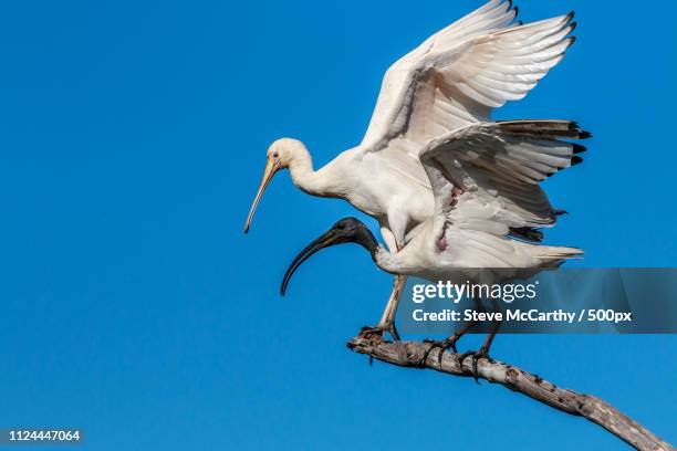 ibis and buddy - threskiornithidae stock pictures, royalty-free photos & images