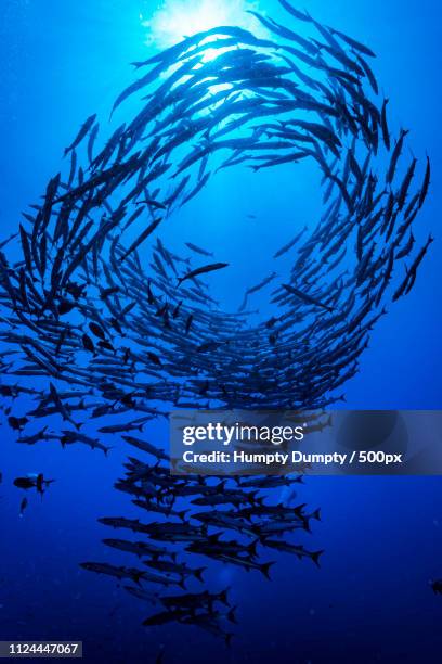 diamond barracuda - papua new guinea school stock pictures, royalty-free photos & images