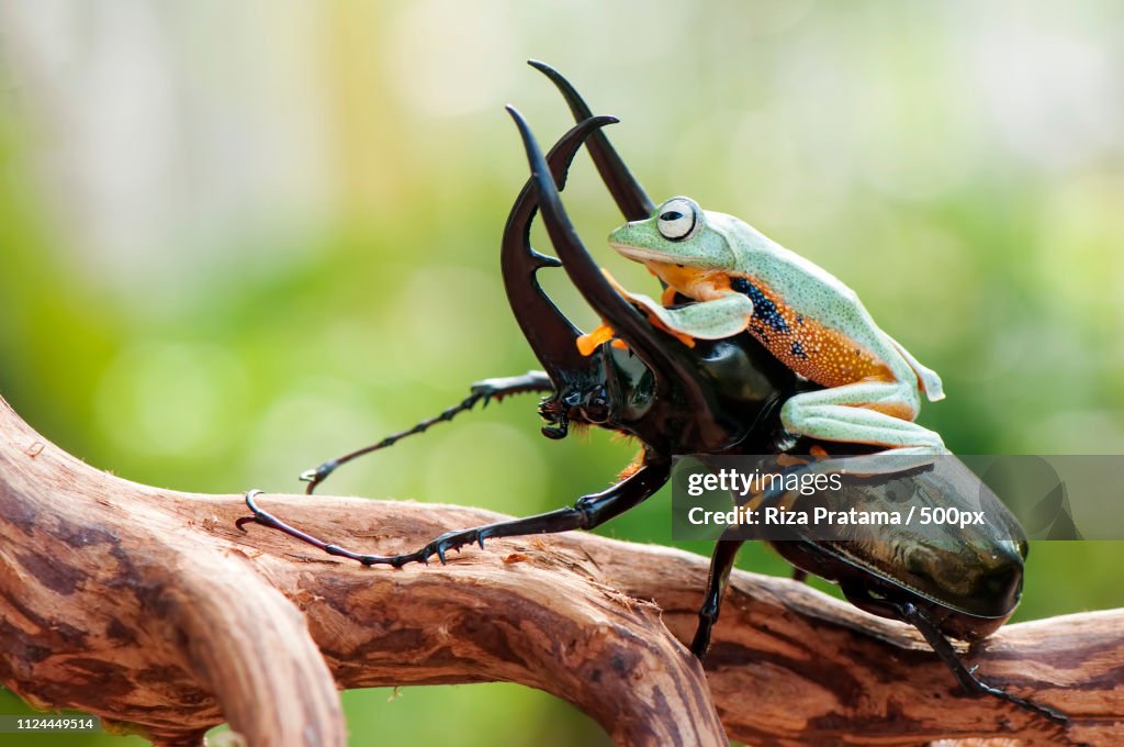 Frog And The Beetle