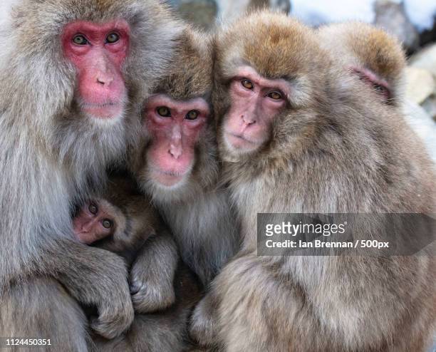 japanese maques snow monkeys - rhesus macaque stock pictures, royalty-free photos & images