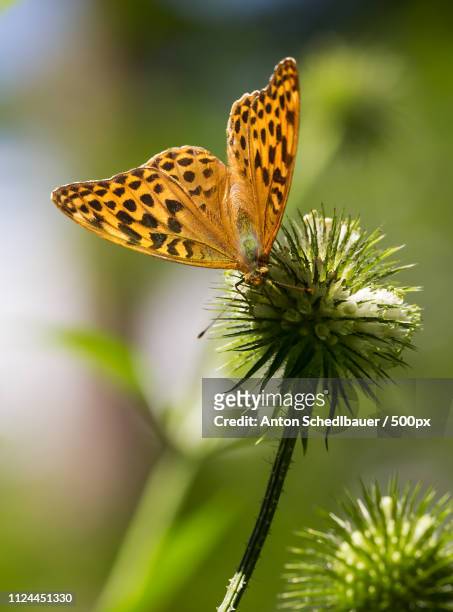 dark green fritillary - anton schedlbauer stock pictures, royalty-free photos & images