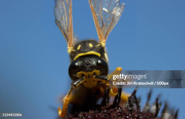 a wasp on a flower of rudbeckia - skydive close up stock pictures, royalty-free photos & images