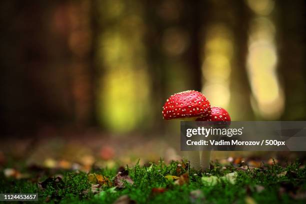 macro image - green mushroom stock pictures, royalty-free photos & images