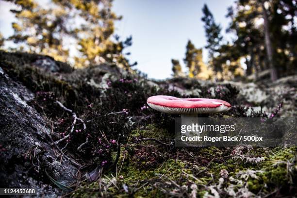 fungus - ruscello stock pictures, royalty-free photos & images