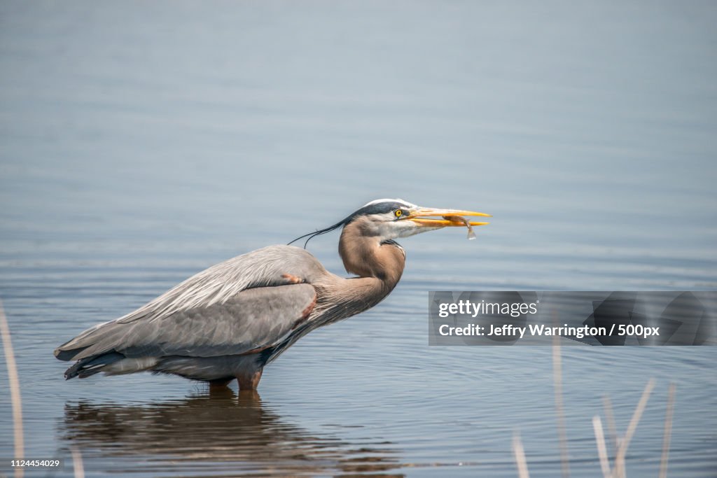 Heron catching fish in shallow water