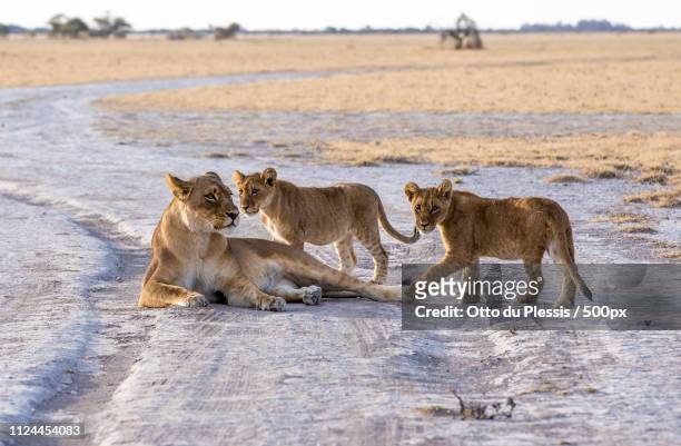 4,355 Lion Family Photos and Premium High Res Pictures - Getty Images