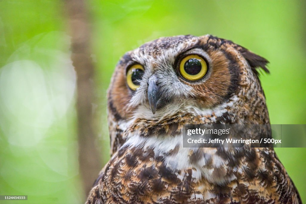 Great Horned Owl(Bubo Virginianus)