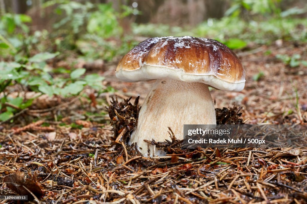 Boletus Edulis. Fungus In The Natural Environment.
