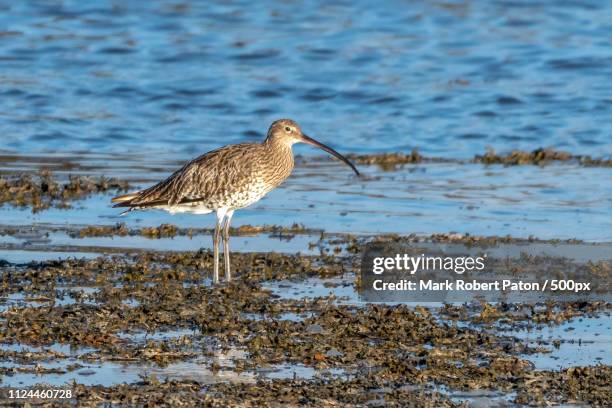 curlew - anglesey wales stock pictures, royalty-free photos & images