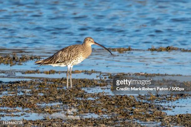 curlew - anglesey wales 個照片及圖片檔
