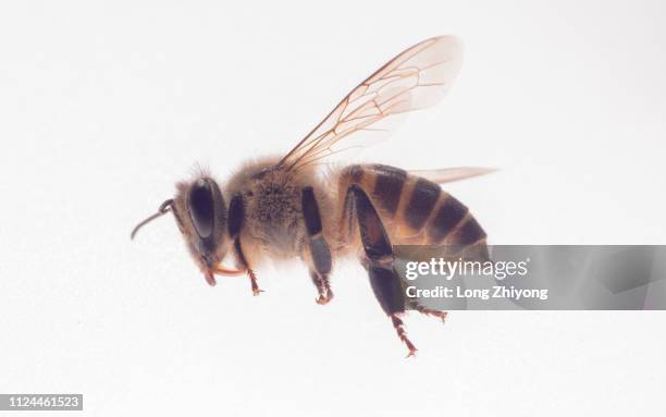 honey bee - bee flying stock pictures, royalty-free photos & images
