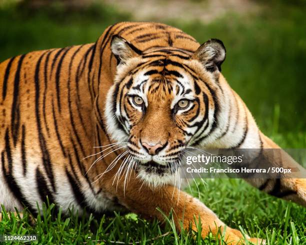 tevy, female malayan tiger - malayan tiger stock pictures, royalty-free photos & images