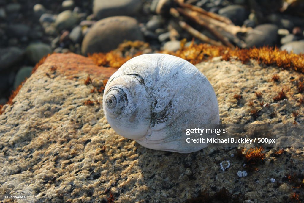 Photograph of seashell on rock