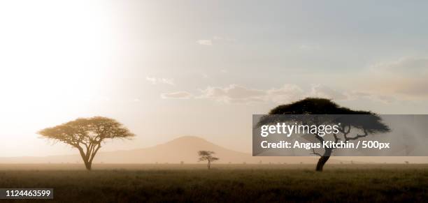 acacia trees at dusk - acacia tree fotografías e imágenes de stock