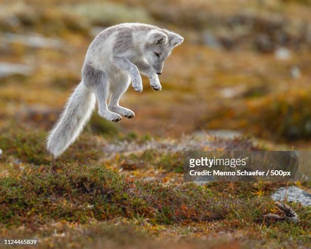 close-up of jumping arctic fox - arctic fox stock pictures, royalty-free photos & images