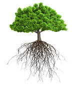 a tree with roots isolated 3D illustration
