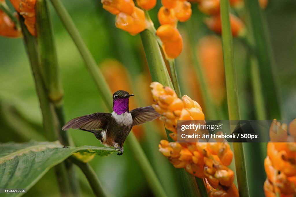 Purple-Throated Woodstar