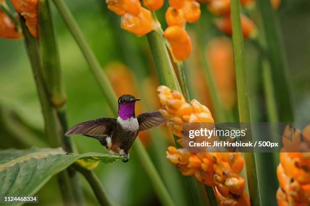 Purplethroated Woodstar, Bildbanksbilder