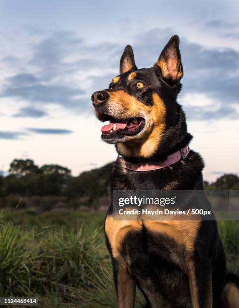 niko watching the sun set - australian kelpie 個照片及圖片檔