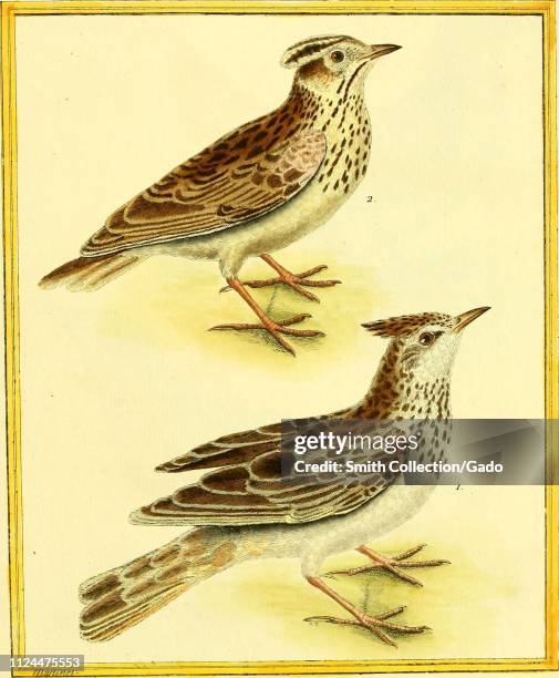 Engraved drawing of the Crested larks , male and female, from the book "Planches enluminees Dhistoire naturelle" by Francois Nicolas, Louis Jean...