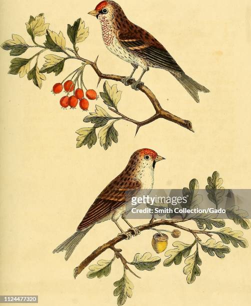 Engraved drawing of the Common Redpolls , male and female, from the book "A natural history of birds" by Eleazar Albin, William Derham, Jonathan...