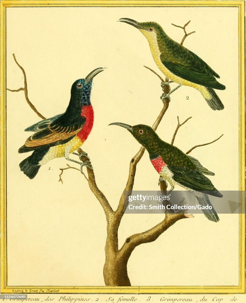 Sunbirds