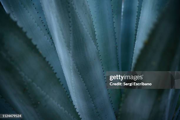 blue agave - agave stock pictures, royalty-free photos & images