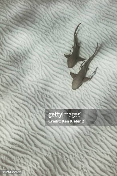 nurse sharks, alice town, bimini, bahamas - alice waters stock-fotos und bilder