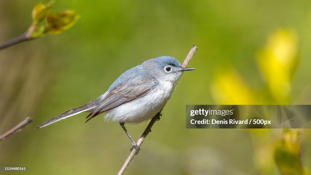 Blue-Gray Gnatcatcher