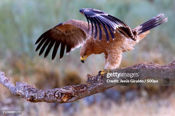 spanish imperial eagle. aquila adalberti - aguila imperial bildbanksfoton och bilder