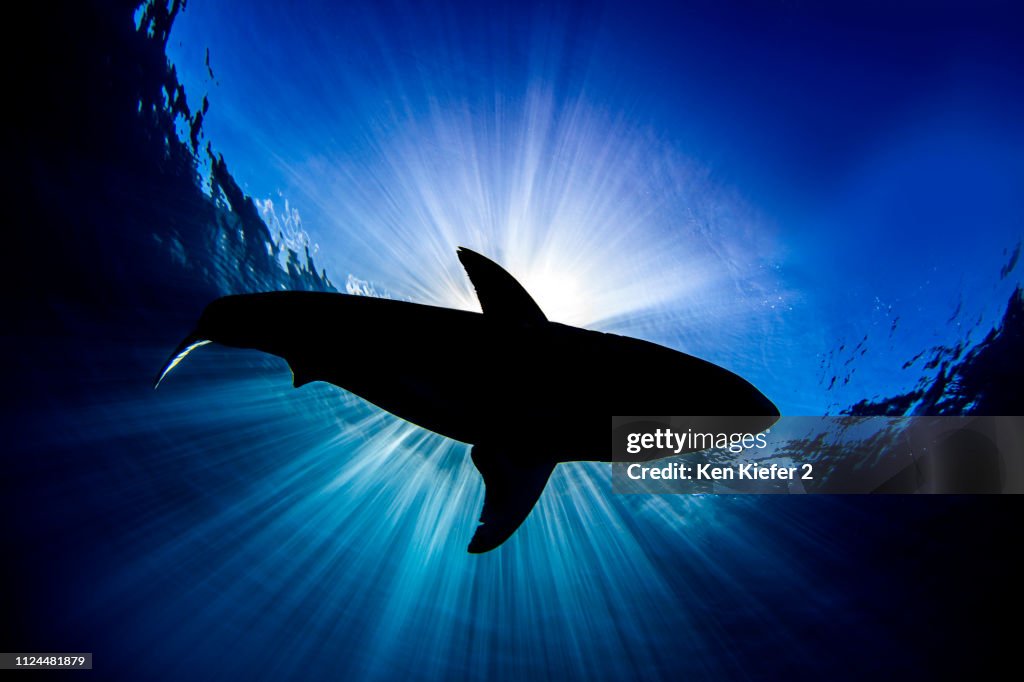 Great white shark, Guadalupe, Mexico