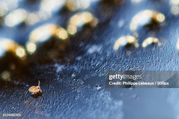Springtail Photos and Premium High Res Pictures - Getty Images