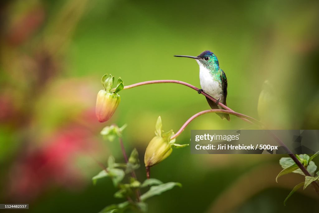 Andean Emerald
