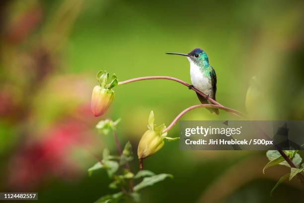 Andean Emerald High-Res Stock Photo