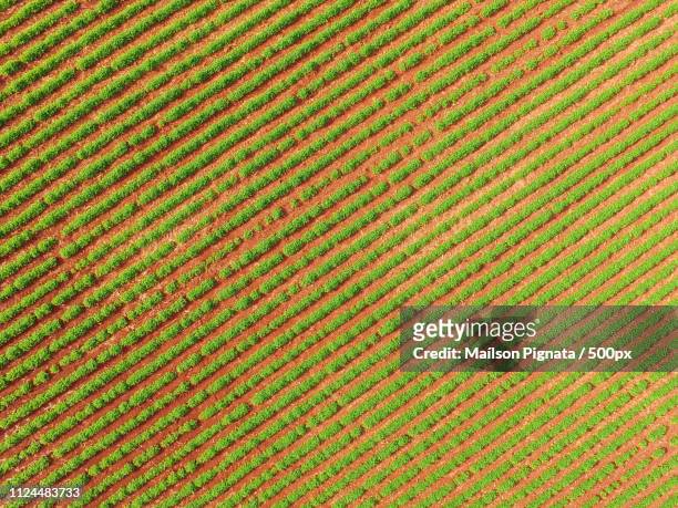 peanut aerial - peanut crop stock pictures, royalty-free photos & images