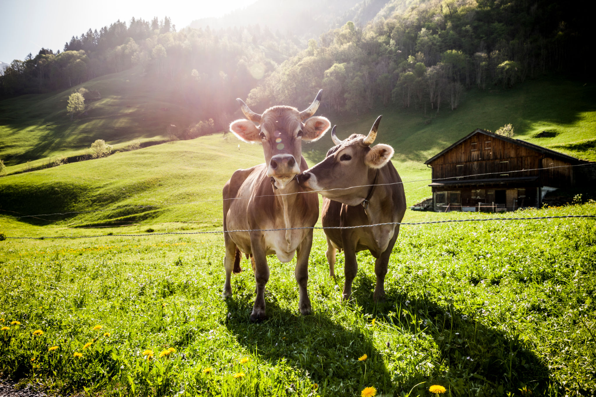 cows mountain