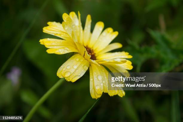 soft-focus close-up of a beautiful yellowwhite flower - softfocus stock pictures, royalty-free photos & images