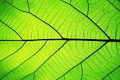 Rich green leaf texture see through symmetry vein structure, beautiful nature texture concept, copy space