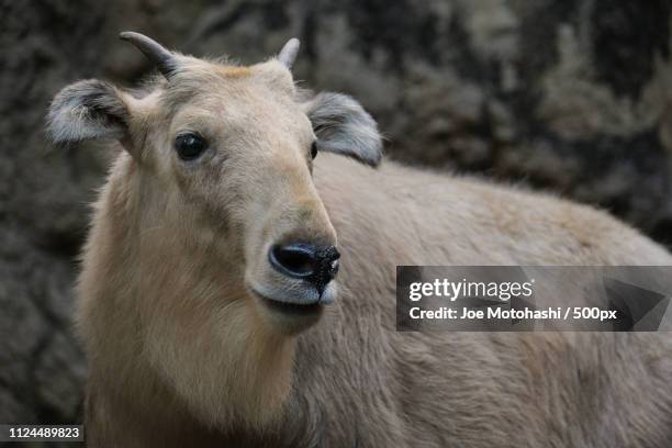 Takin Rearing Golden Takin Photos and Premium High Res Pictures - Getty Images