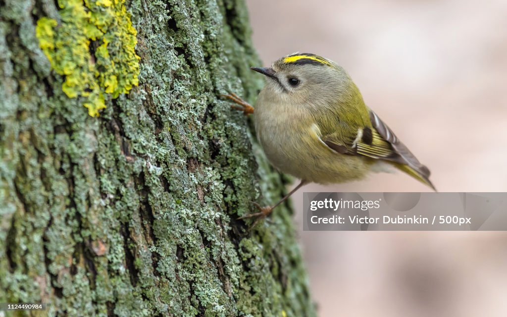 Kinglet Goldcrest