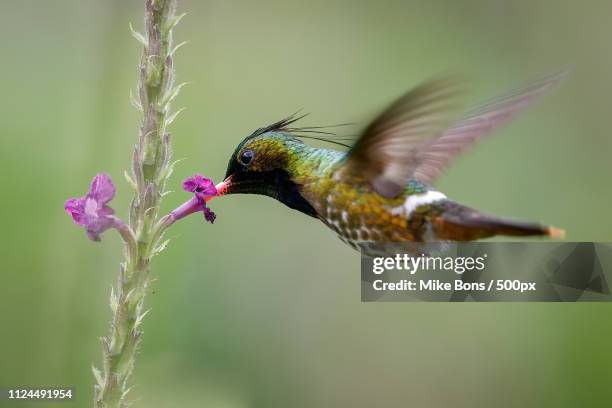 black-crested coquette - black crested coquette foto e immagini stock