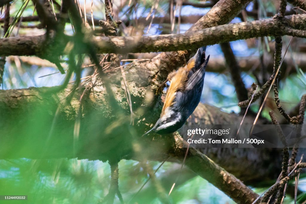 Red Breasted Nuthatch