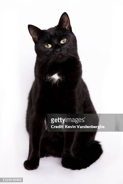 black cat with white bowtie playing in the studio - black cat stock-fotos und bilder