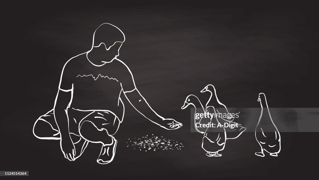 Skeptical Ducks Hand Feeding