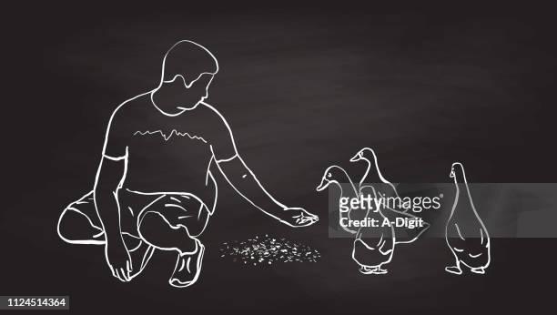 skeptical ducks hand feeding - feeding stock illustrations