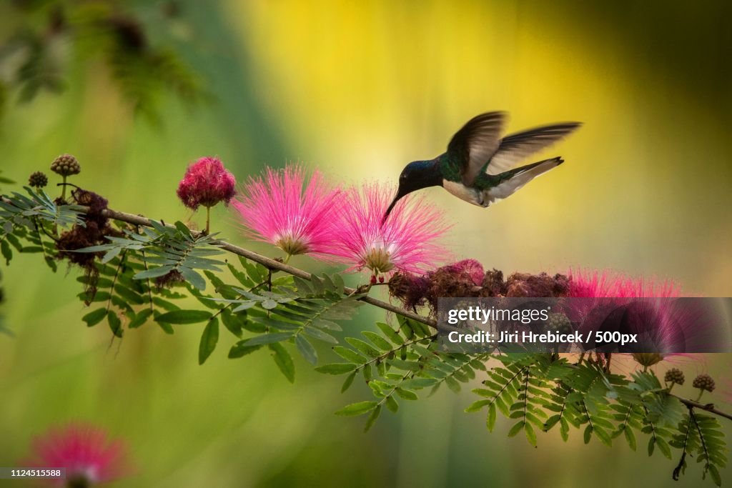 White-Necked Jacobin